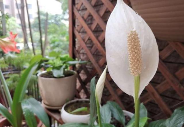 【富贵】养花就养3种花,开花好运来,富贵当头一年好运,一养就喜欢