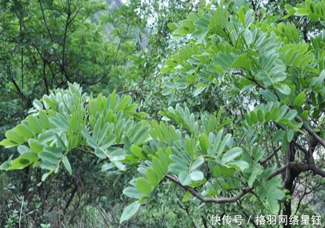  树木：农村一种古老的树，农民不知道珍惜当柴烧，须不知全身上