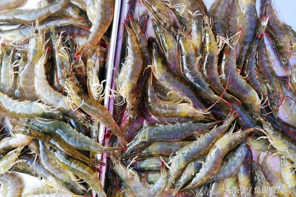 菜市场石蟹打破梭子蟹一统天下 最大60块钱一斤 其他与梭子蟹相仿