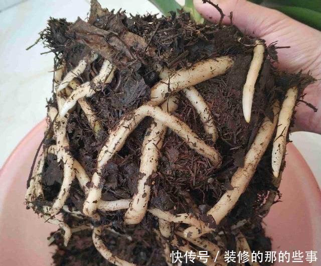 『沙子』家庭养花,2个“小妙招”,几十盆花都养得好好的,叶翠绿花儿美