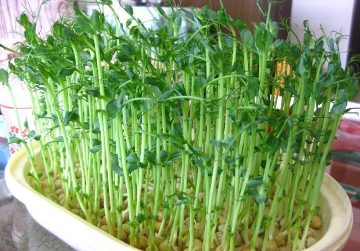 『收获』阳台种上4种菜,2个月就能收获,一茬接一茬,绿色又健康!