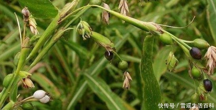 农村一草俗称“来尿珠”，曾被农民做门帘，如今最高卖30元一斤