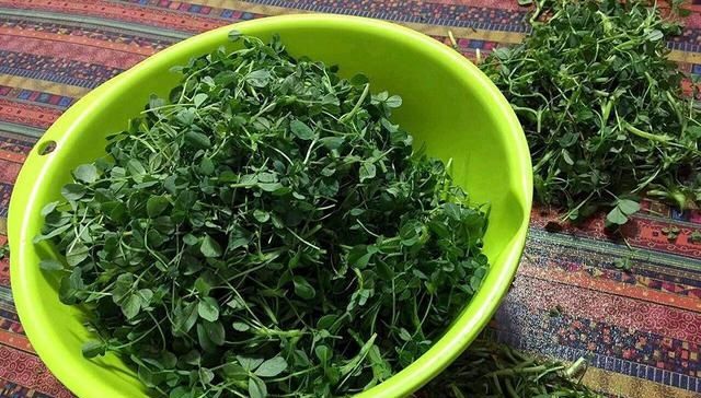  「苜蓿」种植超2千年，曾被农民用来喂猪，如今15元一斤成高钙野