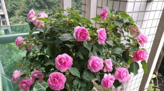 「玫瑰」此款世界名花,漂亮似玫瑰,开花勤快,好养易管理,是盆栽佳物