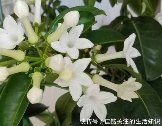  植物|想在家赏花、盆栽植物？种上1款茉莉花，阳台嗖嗖变成花海