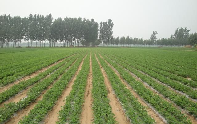  『要充分利用』河南春播花生种植指导意见