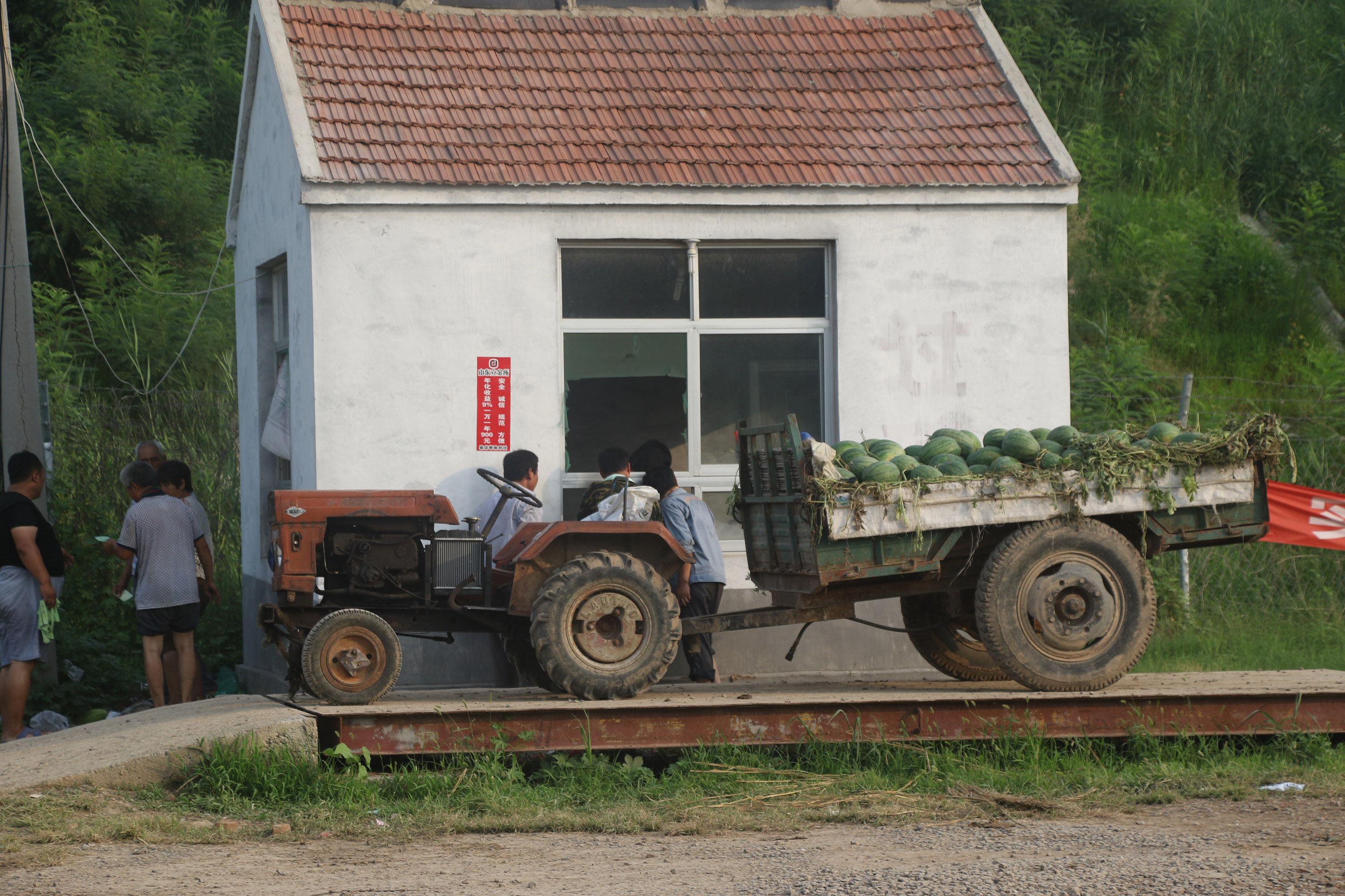 万斤西瓜多卖800元只因一招，农村美女大姐开心数钱