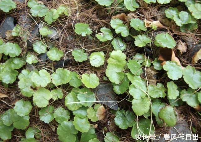  观赏价值■1种“天胡荽”低矮，长在小溪边很奇特，很像“铜钱草”，价值高
