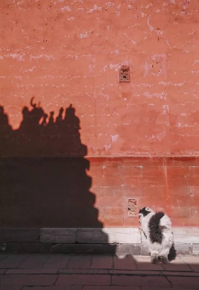 一年 30 多趟故宫，只为拍摄超赞「故宫猫咪图籍」！