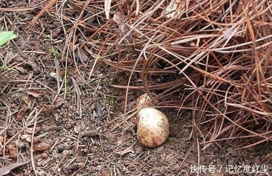 大爷在草堆里发现一堆“白色石头”,仔细辨认后,笑得合不拢嘴