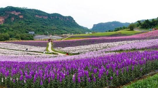  纳溪■生活重启︱一个月10万游客，泸州纳溪一景区领跑四川