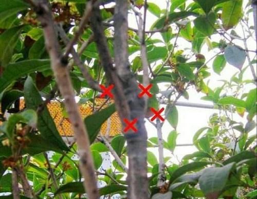  「满院」春季给桂花剪剪枝、抹抹芽，八月桂花才能满院飘香！