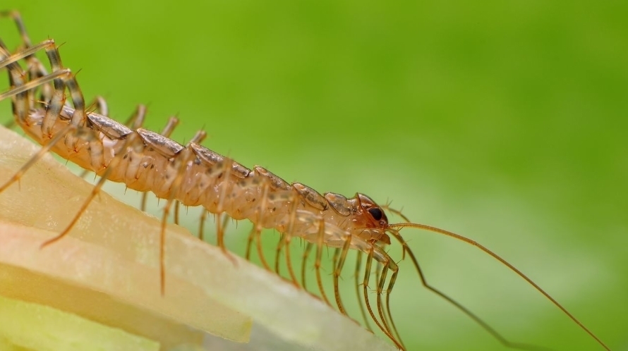  打虫药■你家里还能够看到这种虫子吗假如有，那么就要引起注意