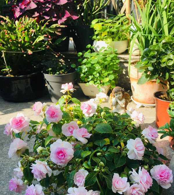  『植物』家养易爆盆的植物，开花绚丽夺目，花香清新宜人，放在阳台美翻了