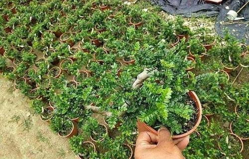  「枝条」折1根“神龙枝”插土，3个月长成清香木，不仅“安神”还能美容