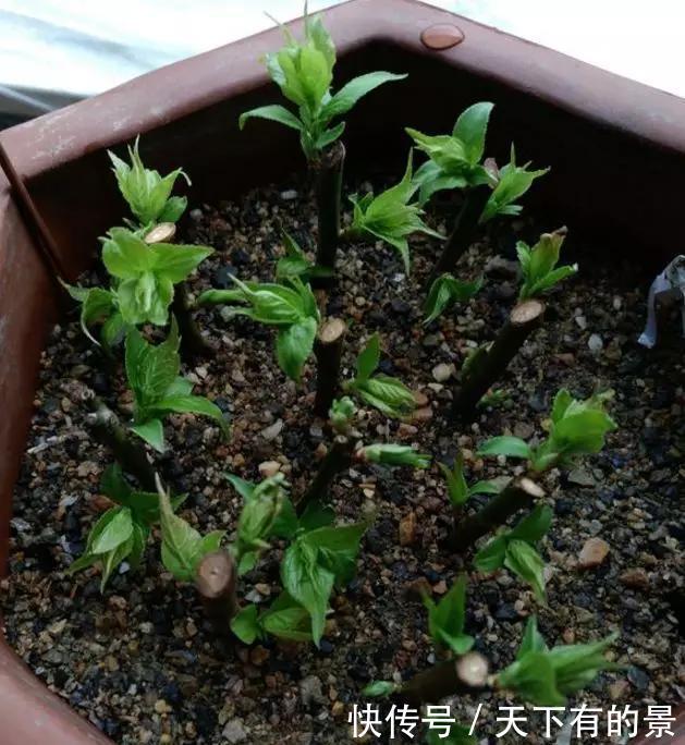 「冬天」5种花“冬天”能扦插,不黑腐成活率高,生根快一倍