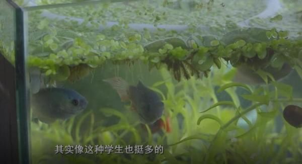  宿管：浇花草养乌龟晒被子 浙大宿管阿姨最近有点忙