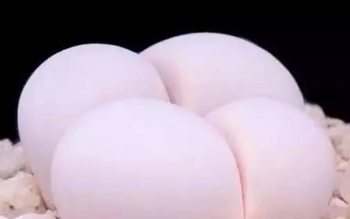  小巧■这几种多肉千万不要养, 小时候看着小巧可爱, 长大后丑的要死!