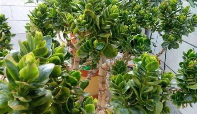  「生长」掌握长寿花的修剪方法,让长寿花花开满枝头!