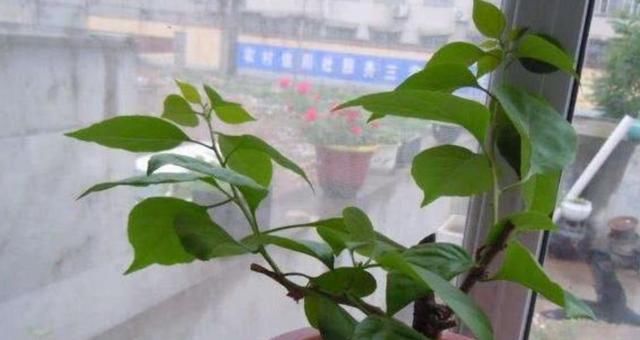  『植物』扦插后怎么浇水?老是烂根怎么回事