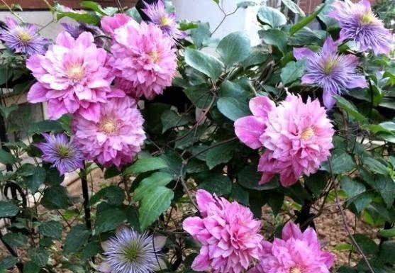  「大花」1种“大花”，又大又艳，南北都能种，阳台养一盆，蹭蹭爬满屋