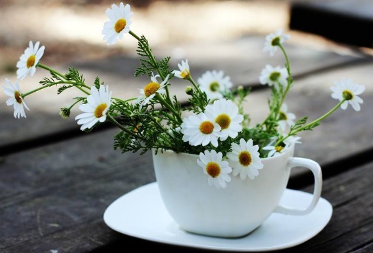 放在|试养这五款菊花,一到夏天就爆,放在阳台晒太阳,爆成花海全靠晒