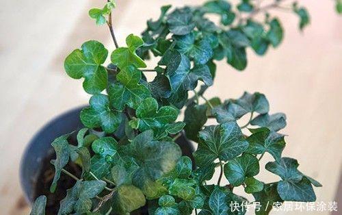 「中华常春」12种常春藤,每种都这么美,必须养一盆!