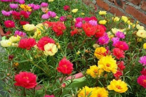  『艳丽』喜欢养护花卉，就选花色艳丽，香气迷人，花开爆盆的5种花卉