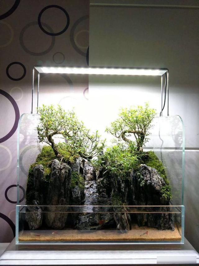  「养草」从养鱼到养草，从雨林缸到水陆缸 | 10年水族之路