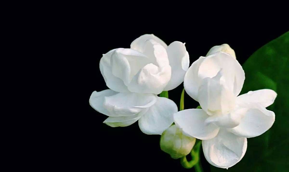  经验|你对花草的生活有什么经验吗？