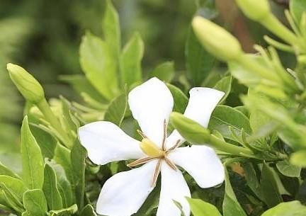  『栀子花』栀子花散发的香味有毒吗？可以放在室内养护吗？