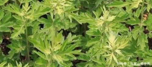  [艾草]农村价值珍贵的一种草，艾草的真正用处！