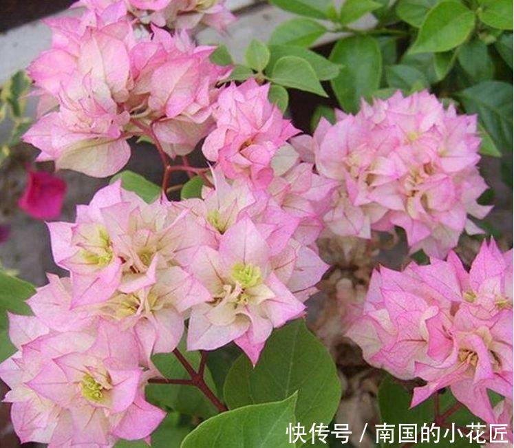  【质量】养花就养这几款，夜间释放氧气，改善睡眠质量，心情越来越好