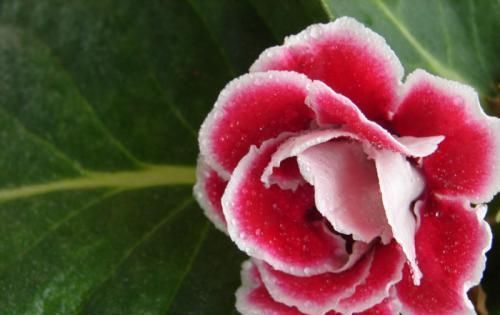  [扦插]盆栽芙蓉花怎么养?盆栽芙蓉花的养殖方法
