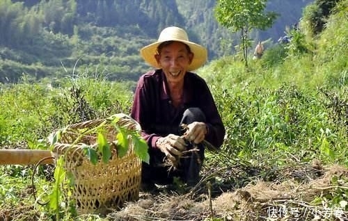  白芨■农村这种霸气农作物, 因价格太高, 农民不敢种植, 这是为