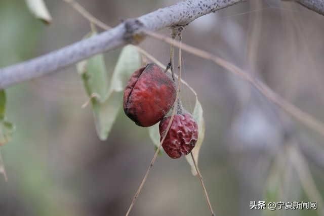  中卫@蔫在枝头，烂在地里！中卫南长滩千亩经果无人采摘，自生自