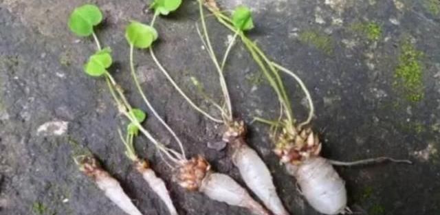  #皮薄水#这种野菜像“鸡蛋”，皮薄水多有营养，家里能盆栽，开出几十朵花