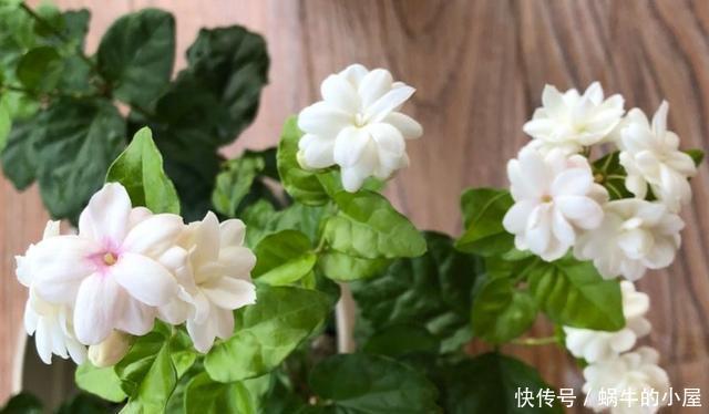 磷元素含量高@4种常年开花的植物,阳台随便养一种,四季有花赏,阳台变花园