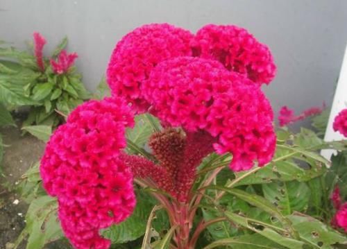  夏洛特@喜欢牡丹，不如养盆“精品玫瑰”夏洛特夫人，花开雍容华贵！美