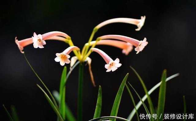  阳光|一根枝条开出一球花，开花快花量大，名叫垂筒花能家养