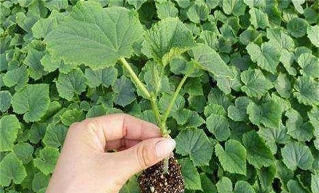  「种子」黄瓜应该如何种植？只要掌握这5种技术，黄瓜既好看又顺直