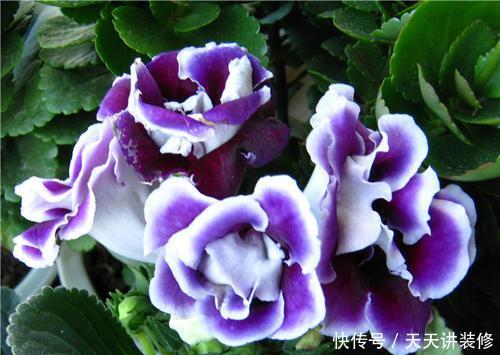  「值得」养一盆花期长又好养的花，花一开就惊艳了时光，值得拥有！