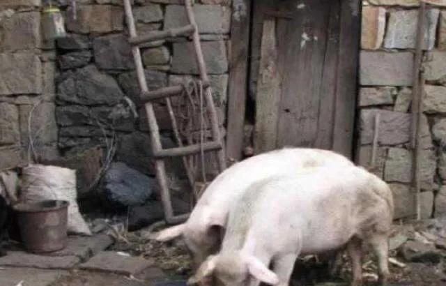  【农田】在普通农田里能养猪吗？