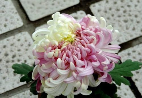  『光叶子花』喜欢菊花，不如养盆“精品名菊”二乔，似两只鸳鸯，恩爱不分离