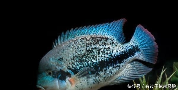 滤材也不如|养鱼不用下药可治疗鱼病的方法很多,为什么新鱼友不愿意去用?