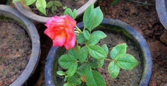  『鲜花』剪玫瑰，三个先决条件，双倍绽放新芽，两个月收获满盆鲜花