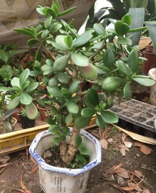  [对玉树]给玉树“造个型”，给它剪剪头，养分“憋一憋”，老桩长成胳膊粗