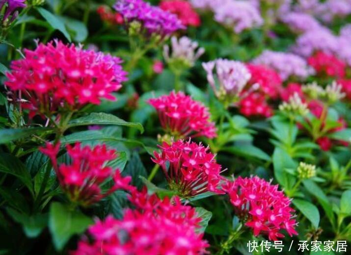  『常见』3种花不常见，但好管理，开花多，养在阳台很合适