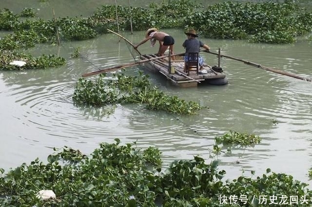  「利润」3个月可长满一亩池塘，亩利润近5千元，农民种植它有前