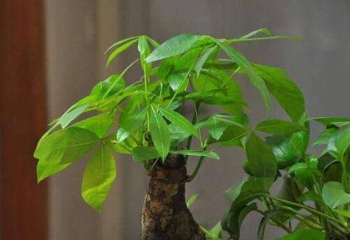  [财树是一]发财树叶片发黄怎么办？教你3个小妙招，发财树长势旺盛叶片翠绿